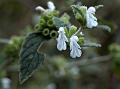 Mountain Slitwort